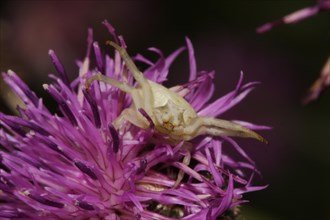White goldenrod crab spider (Misumena vatia), flower, flower, violet, Fueloephazi buckavidek,