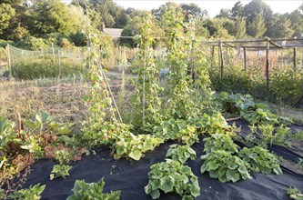 Runner beans, Phaseolus coccineus, and other garden vegetables growing in summer allotment,