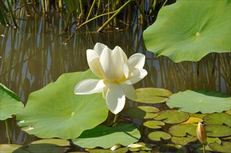 Lotus flowers in a pond