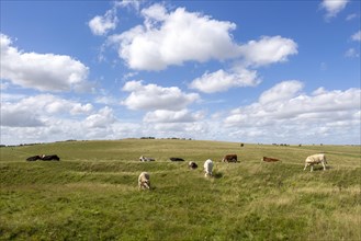 Chalk landscape cattle grazing North Wessex Downs AONB, Pewsey Downs, Alton Barnes Wiltshire,