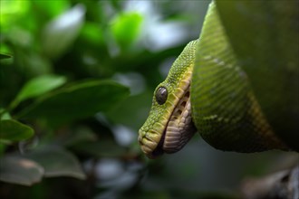 Green tree python (Morelia viridis), captive, occurrence New Guinea, Baden-Wuerttemberg, Germany,