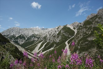 Mountain massif Hahntennjoch with narrow-leaved willowherb, Lechtal Alps, Northern Eastern Alps,