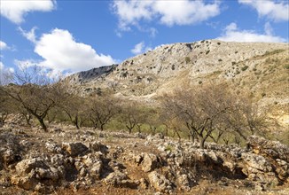 Almond trees in carboniferous limestone mountains, near Puerto del Sol, Axarquia, Andalusia, Spain,