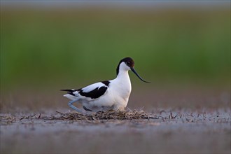 Black-capped avocet (Recurvirostra avosetta) adult bird on nest, Danube Delta Biosphere Reserve,