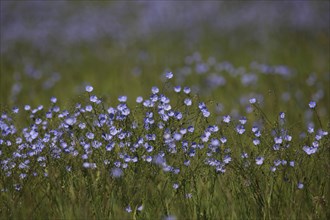 Flower meadow with flax (Linum usitatissimum), nature photography, Breitenbrunn, Lake Neusiedl,