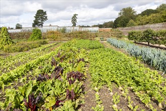 Vegetables growing in the walled organic Kitchen Garden, Audley End House, Essex, England, UK