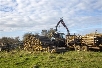 Tractor using mechanical grabber loading logs onto pile. Suffolk Sandlings AONB, England, UK