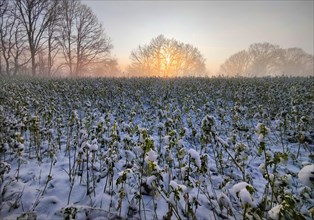 Atmospheric sunrise over a field with fog in winter, Witten, Ruhr area, North Rhine-Westphalia,