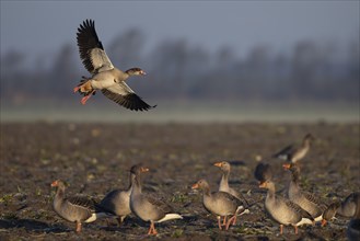 Egyptian goose (Alopochen aegyptiaca), Texel, Netherlands