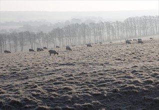 Sheep grazing frosty slope of Windmill Hill, a Neolithic causewayed enclosure, near Avebury,