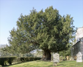 Ancient yew tree, Taxus baccata, dated at 1700 years old All Saints Church, Alton Priors,