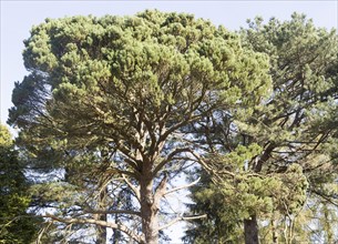Shore pine tree, Pinus contorta, National arboretum, Westonbirt arboretum, Gloucestershire,