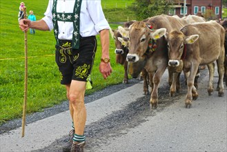 Traditional cattle drive or cattle seperation . As here in the Allgaeu, the cattle are driven down