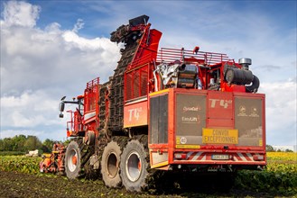 Sugar beet harvest in the Palatinate: The large mountains full of sugar beet at the edge of the