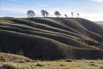 Ridges and dry valleys chalk scarp slope view to Oliver's Castle hill fort, Roundway Down,