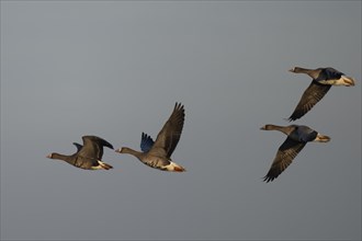 Greater White-fronted Goose, Texel, Netherlands