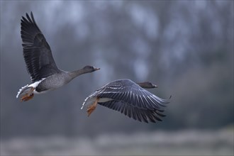 Bean goose (Anser fabalis), Texel, Netherlands