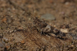 Blue-winged grasshopper (Oedipoda caerulescens), camouflage, camouflage, sandy soil, monochrome,