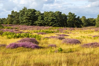Heathland vegetation with heather in flower, Calluna vulgaris, Sutton Heath, Shottisham, Suffolk,