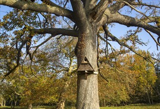 Owl box on oak tree trunk, Shottisham, Suffolk, England, UK