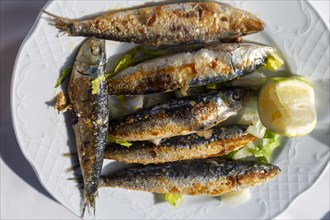 Looking down from overhead on white plate of freshly grilled sardines, Andalusia, Spain, Europe