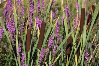 Purple loosestrife (Lythrum salicaria) and broad-leaved bulrush (Typha latifolia), reed grass,