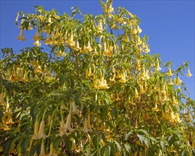 Yellow trumpet flowers of Brugmansia plant, Learn Angel Trumpet Tree, growing in public park in