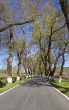 Iconic road through grove of ash trees with whitewashed bases of their trunks, Fraxinus