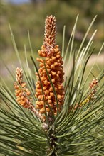 Cone bud of Maritime Pine tree, Pinus pinaster, Algarve, Portugal in March