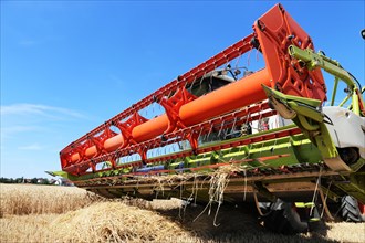 Harvesting grain with a combine harvester in a field near Ludwigshafen
