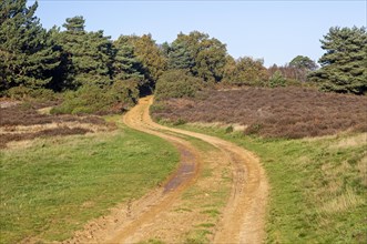 Sandy track road crossing heathland vegetation Suffolk Sandlings AONB, England, UK