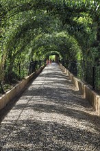 Green tunnel, walker on footpath with canopy, Generalife Gardens, Alhambra, Granada, Spain, Europe