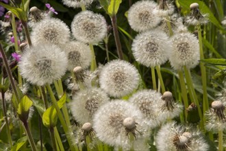 Close up, dandelion seed heads, Taraxacum, chalk upland grassland Salisbury Plain, near Tilshead,