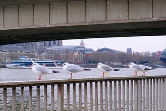 Seagulls (Larinae) on the Rhine, under a bridge, Cologne, Germany, Europe