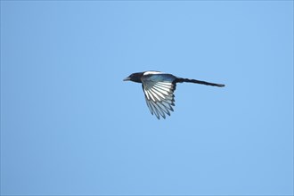 European magpie (Pica pica) in flight, bird feathers, Scamandre, Camargue, France, Europe