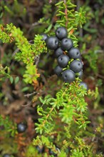 Black crowberry (Empetrum nigrum), berries, fruits, detail, fruits, nature photography, black bog,