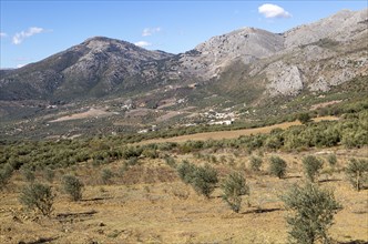 Olive trees near village of Aldea de Guaro, Periana, Axarquia, Andalusia, Spain limestone mountains