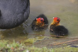 Common coot (Fulica atra), two, young, mother, swimming, Gelsenkirchen Zoo, Ruhr area, North