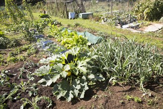 Vegetables growing in allotment garden, Shottisham, Suffolk, England, UK