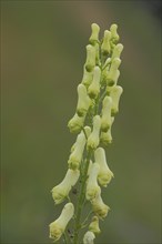 Yellow Monkshood (Aconitum vulparia), Cock's Head, Fontanella, Faschina, Vorarlberg, Alps, Austria,
