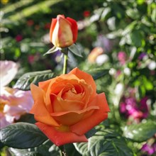 Orange blossom of a rose (Rosa) in spring, gardens, Generalife Gardens, Alhambra, Granada, Spain,