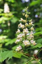 Single flower, horse chestnut (Aesculus hippocastanum), close-up, Generalife Gardens, Alhambra,