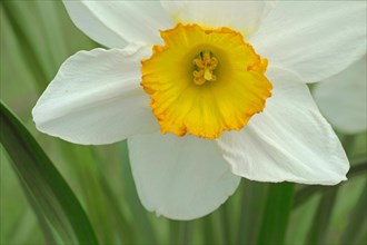 Bunch-flowered daffodil (Narcissus tazetta), flower, detail, style, pistil, Schwanheimer Duene,