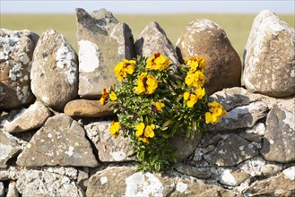 Yellow flowers of wallflower plant, Erysimum cheiri, growing on dry stone wall, Holy Island,
