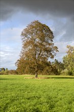 Tall sycamore tree, Acer pseudoplatanus, standing in field dramatic sky, Methersgate, Suffolk,