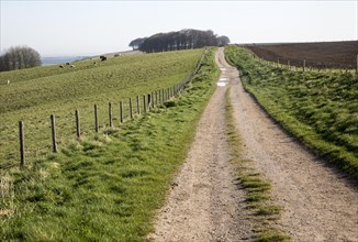Ridgeway long distance footpath looking east on Hackpen Hill, Wiltshire, England, UK