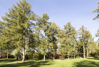 Japanese larch trees, Larix kaempferi, National arboretum, Westonbirt arboretum, Gloucestershire,