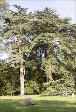 Blue Atlas cedar tree, cedrus atlantica, National arboretum, Westonbirt arboretum, Gloucestershire,
