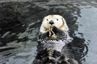 Sea otter, Kalan or sea otter (Enhydra lutris), in the Oceanario, Parque das Nacoes, Nacoes, Park