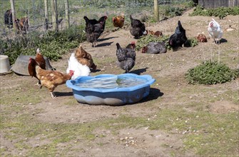 Flock of free-range chicken hens and cockerels feeding outdoors, Suffolk, England, UK